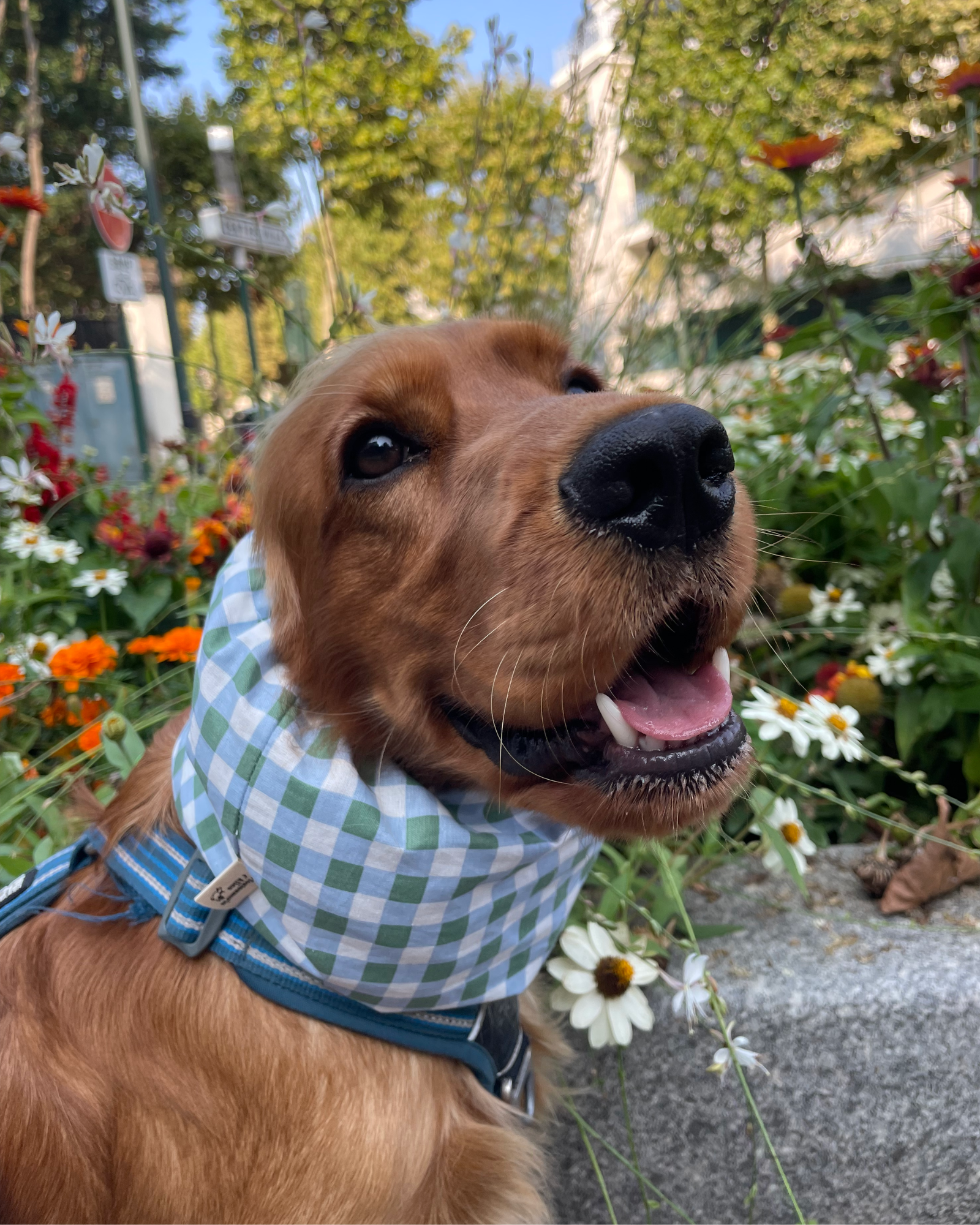 Snoods en coton 🌱